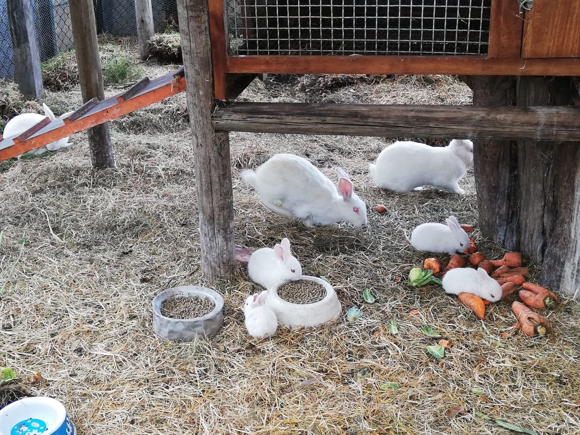 Conejos en la granja escolar